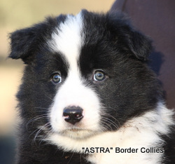 Black and white FEMALE border collie puppy